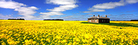 Canola Fields