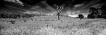 Lone Tree