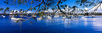 Rose Bay