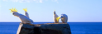 Cockatoo's