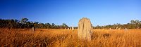 Magnetic Termite Mounds