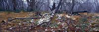 First Fall