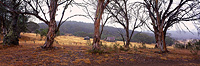 Coolamine Homestead