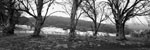 Coolamine Homestead