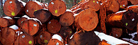Bago State Forest