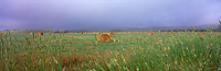 Hay Paddock