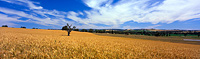Wheat Field