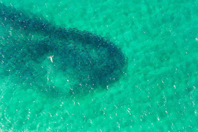 Shark Bait Bondi Beach