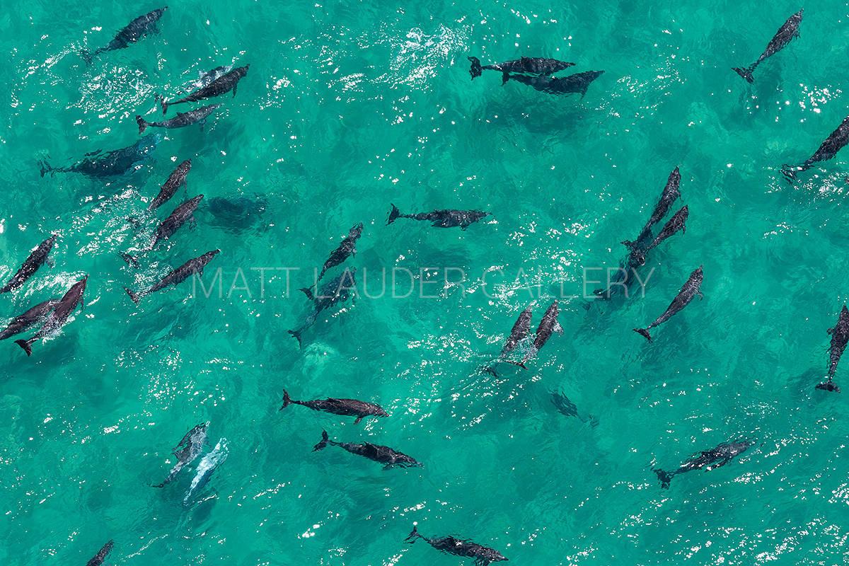 Byron Bay - Dolphins 